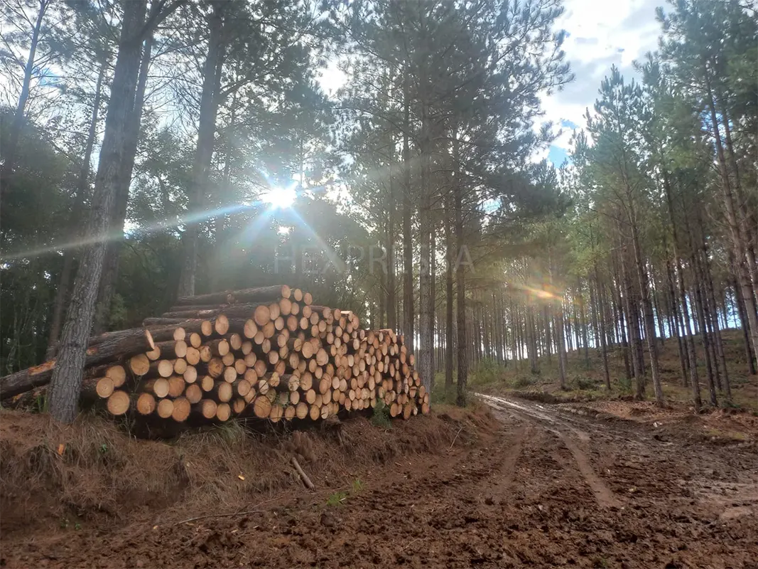 Clareira de pinus
