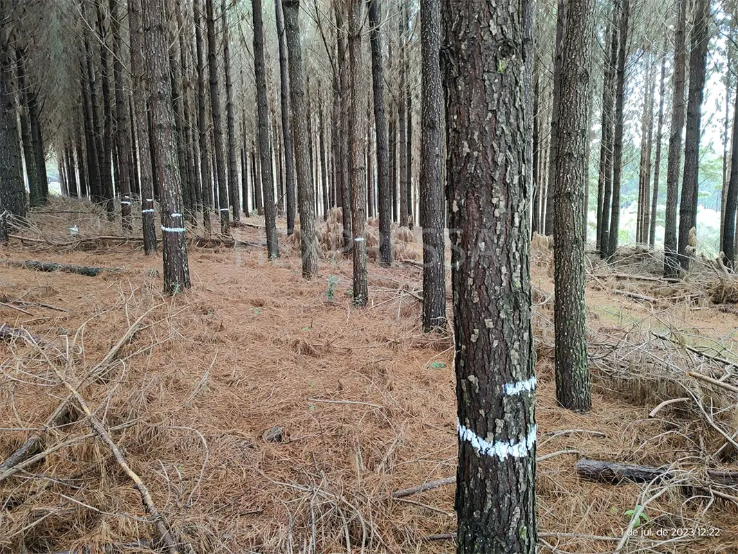 Floresta de pinus adulta